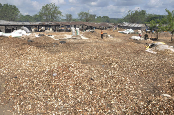 cassava peels