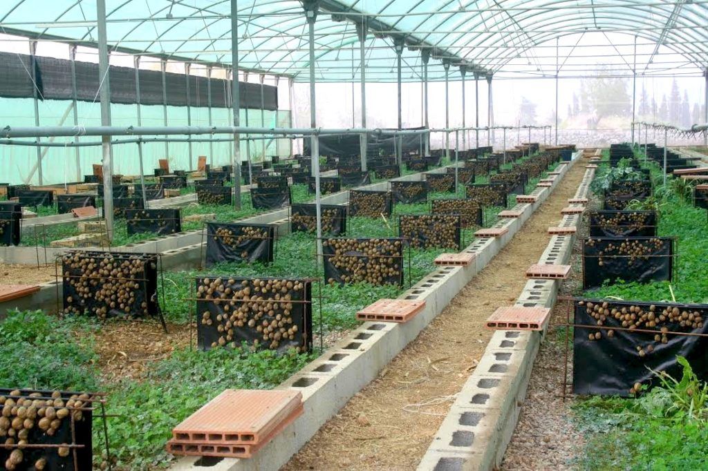 snail farm